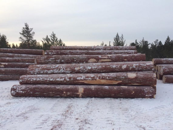 Sibirya karaçamı Kerestelik tomruk 100 mm x 6 m