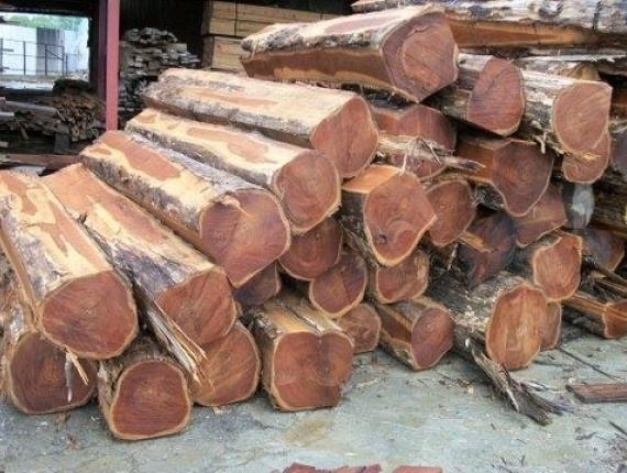 Bilinga (Opepe, Badi) Kerestelik tomruk 200 mm x 8 m