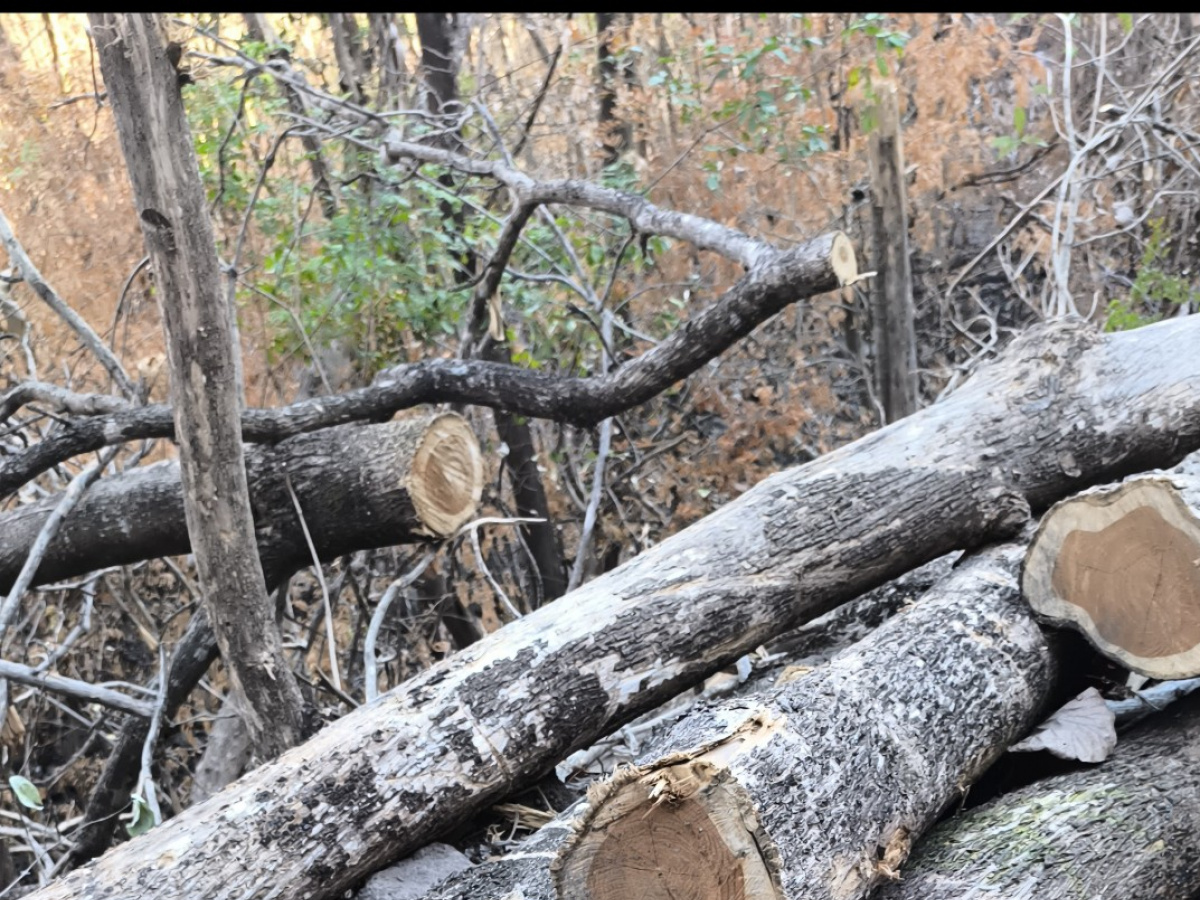 Teak Sawlog 500-700 mm x 6000 m