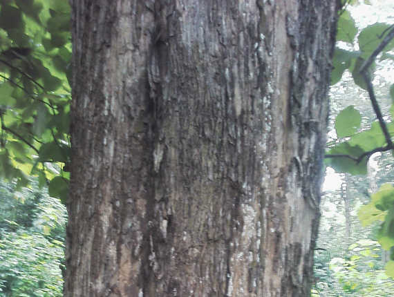 Teca Plantones forestales 101-110