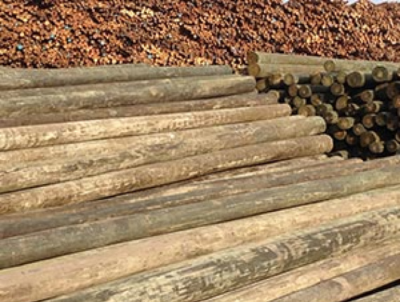 Pinus radiata Polacos 250 mm x 9 m