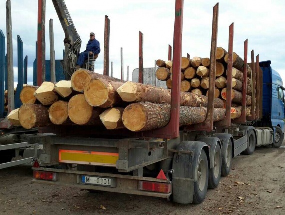 Sibirya çamı Kerestelik tomruk x 3.8 m
