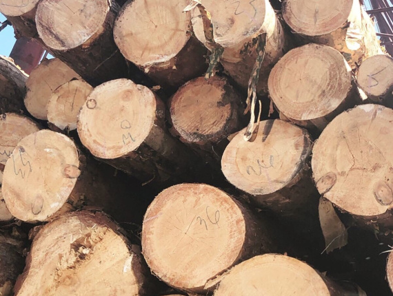 Pinheiro-silvestre Toras para serraria 400 mm x 6 m