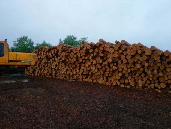 Sibirya çamı Kerestelik tomruk 200 mm x 6 m
