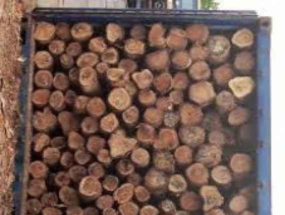 Hemlock Toras para serraria 20 in. x 19 ft.