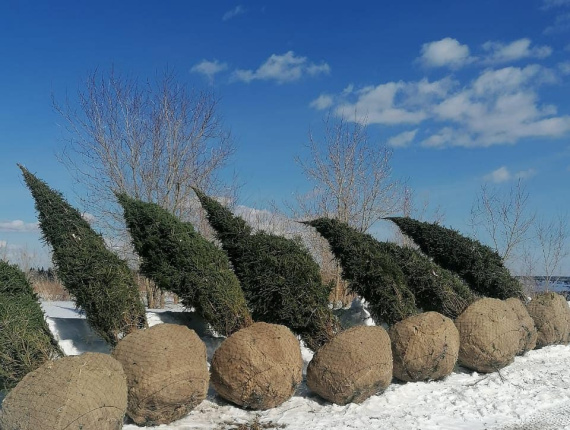 Pine Tree Seedlings  151-160