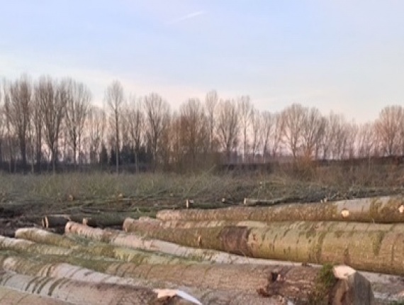 Kavak Kerestelik tomruk x 3 m