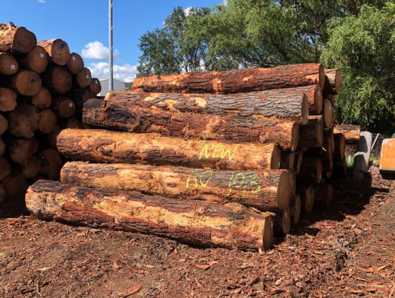 Radiata Pine Sawlog 500 mm x 3.9 m