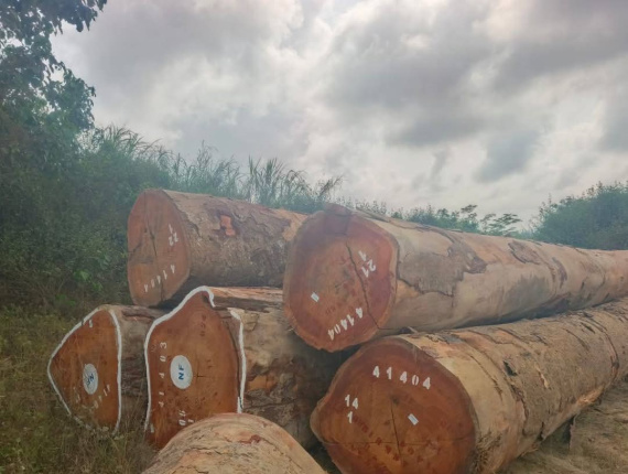 الكونغو جذوع للنشر 1500 mm x 7 m