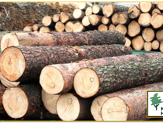 Pinus Kayu bulat untuk penggergajian 54 mm x 6 m