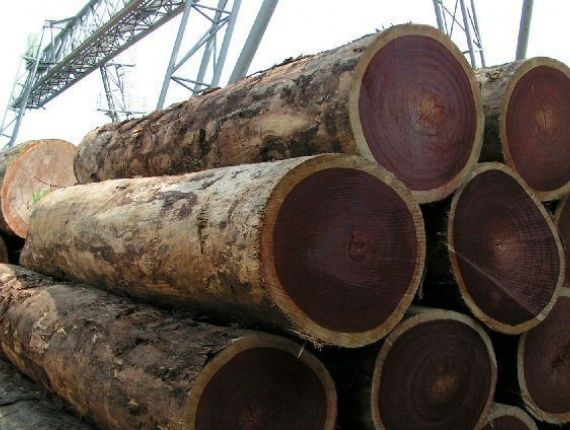 Poplar Pulpwood  x 3.2 m